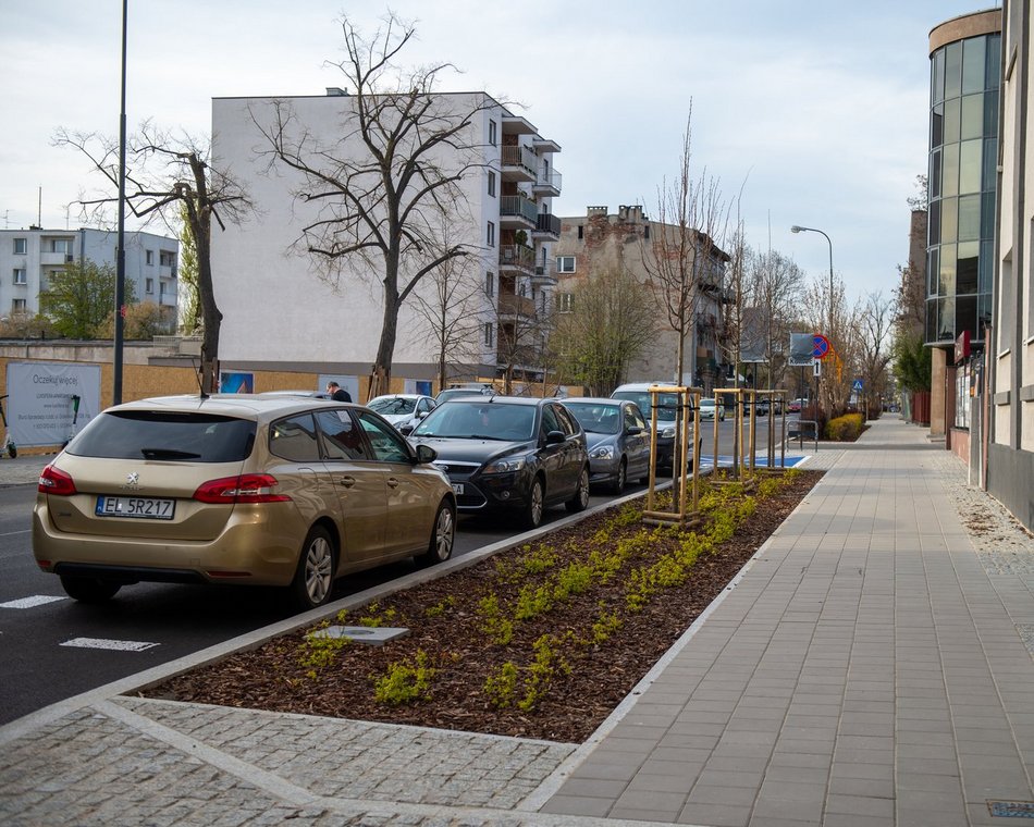 Łódź. Więcej zieleni przy Gdańskiej i Zamenhofa. Nowe rośliny już zdobią ulice