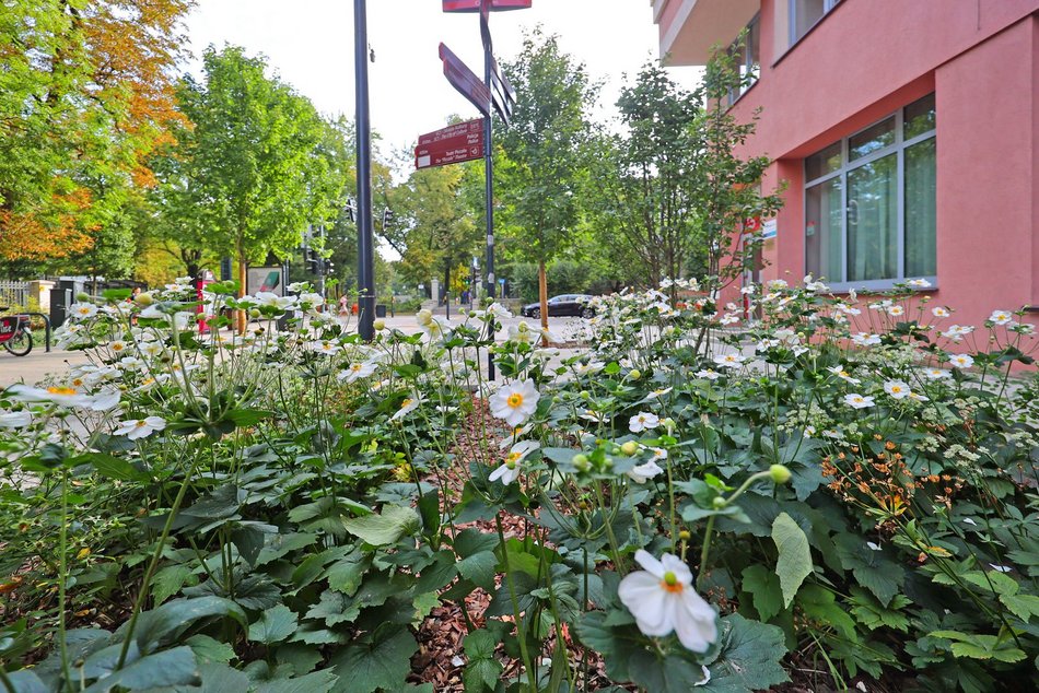 Coraz więcej zieleni w centrum Łodzi