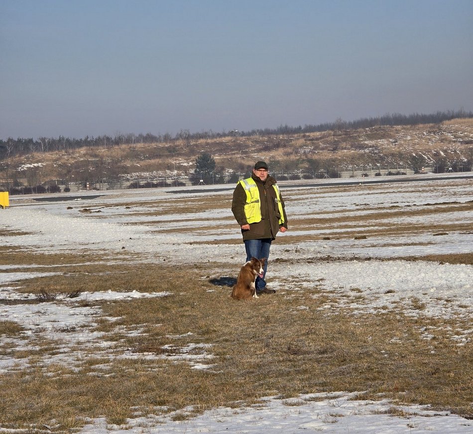 Łódź. Falcia to postrach ptaków na lotnisku w Łodzi!