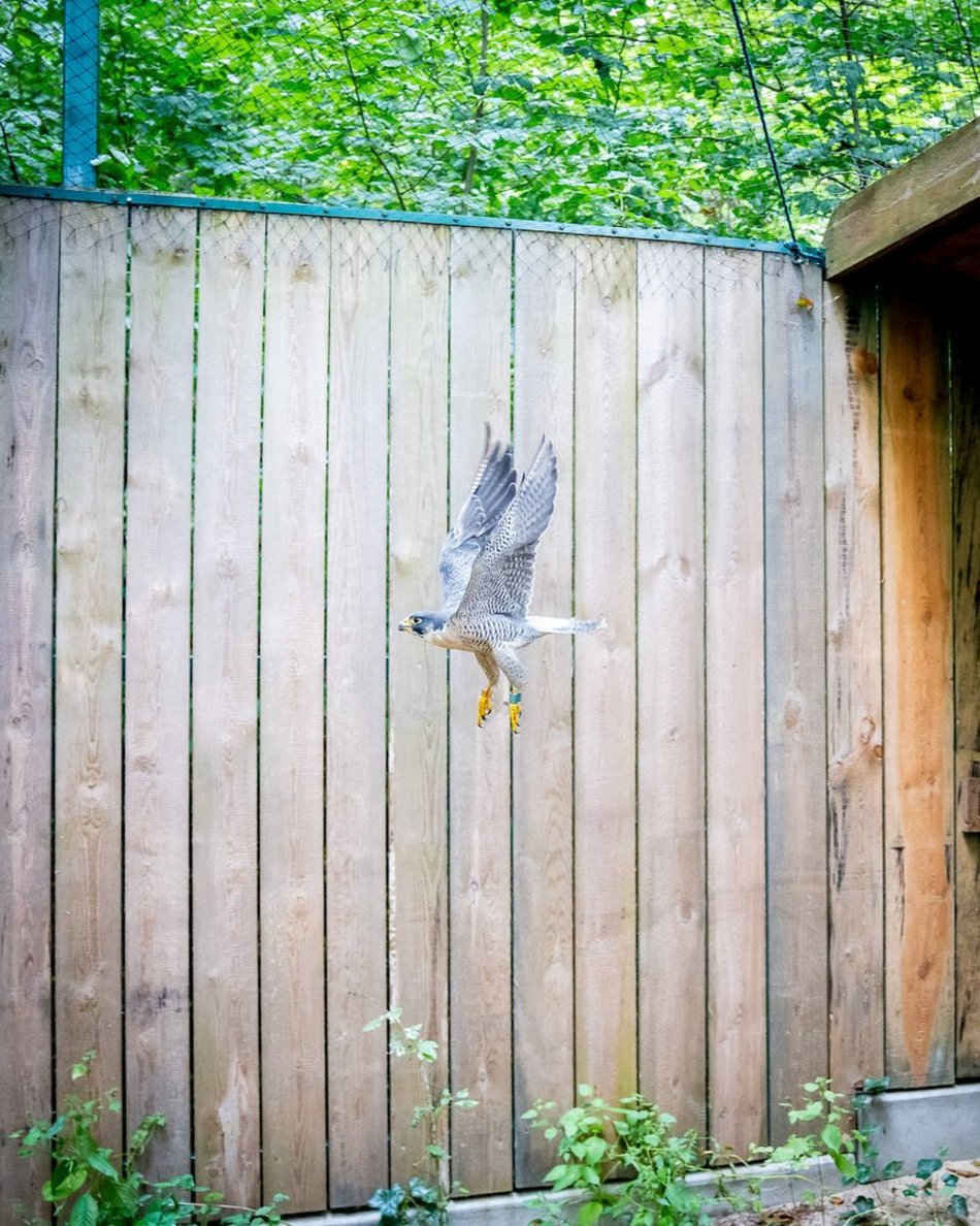 Łódź. Ośrodek Rehabilitacji Dzikich Zwierząt pomaga kolejnym podopiecznym