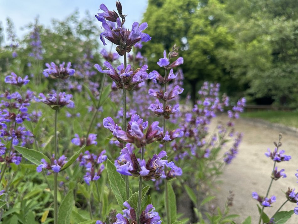 Łódź. Jak dbać o zioła w ogrodzie? Wyjątkowe warsztaty w Ogrodzie Botanicznym w Łodzi