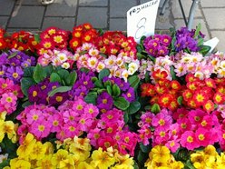 Łódź. Ceny kwiatów w Łodzi. Rynki, stragany, kwiaciarnie i supermarkety