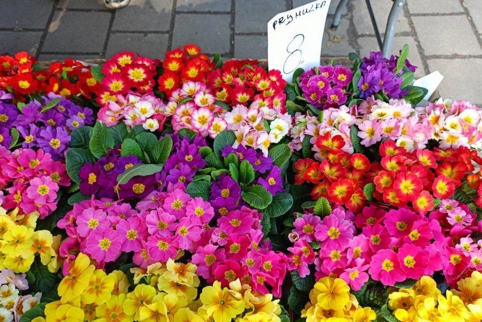 Łódź. Ceny kwiatów w Łodzi. Rynki, stragany, kwiaciarnie i supermarkety