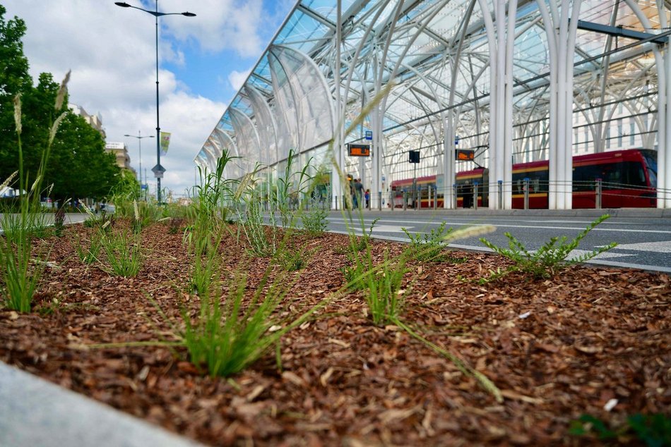 Łódź. Stajnia Jednorożców w Łodzi cała na zielono! Zamiast betonu ponad 500 mkw roślin