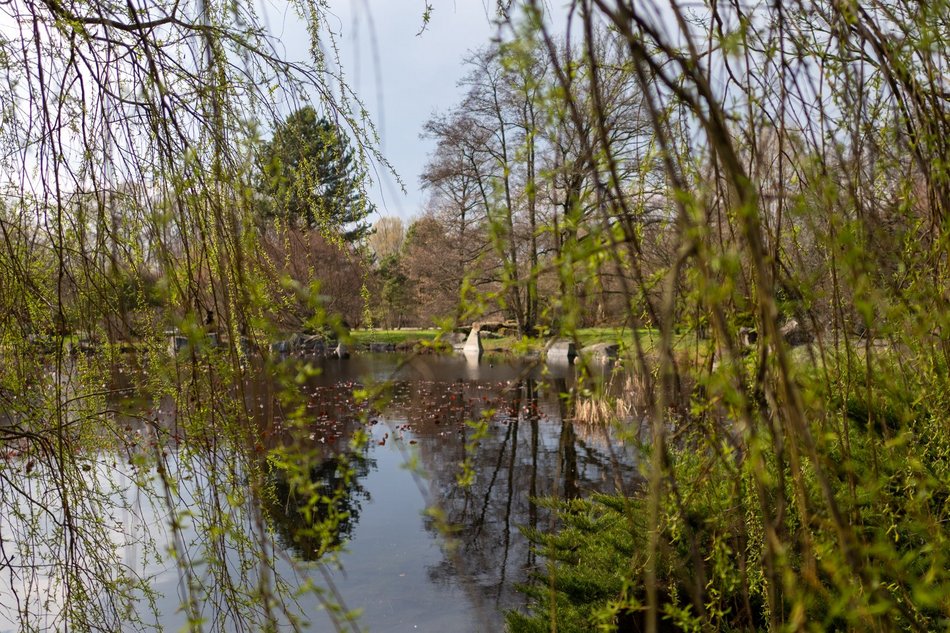 Wiosenny Ogród Botaniczny w Łodzi. Spacer wśród budzącej się do życia przyrody