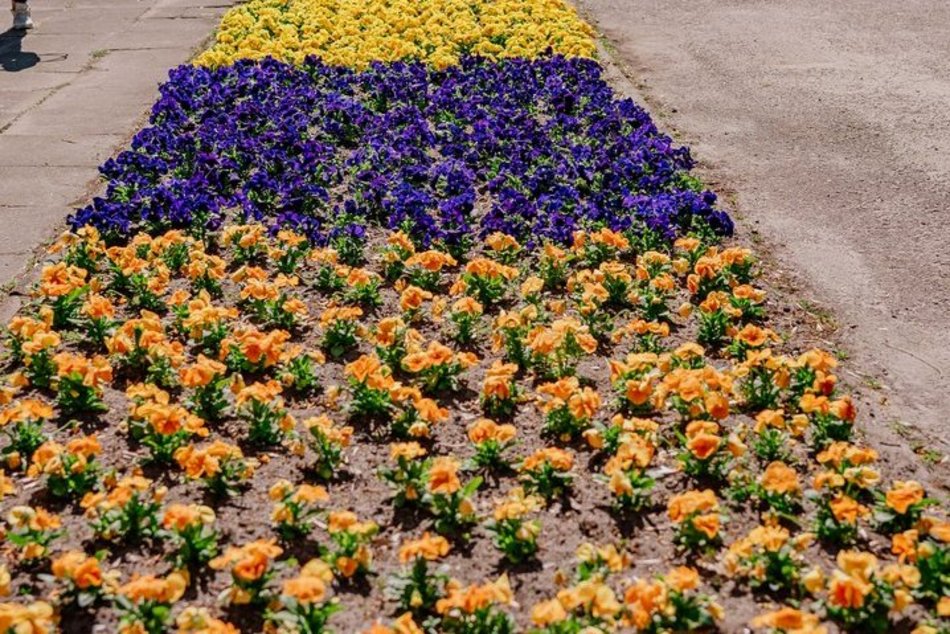 Łódź. Ogród Botaniczny w Łodzi w wiosennej odsłonie