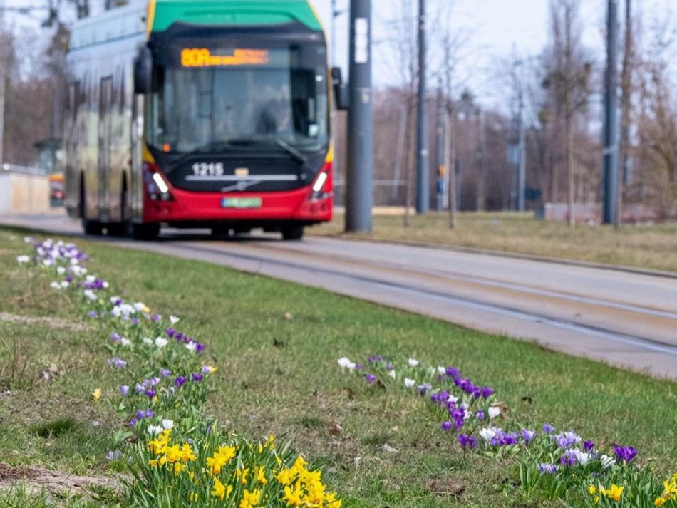 Łódź. Żonkile i krokusy opanowały Piłsudskiego. Wiosna w Łodzi w najpiękniejszym wydaniu