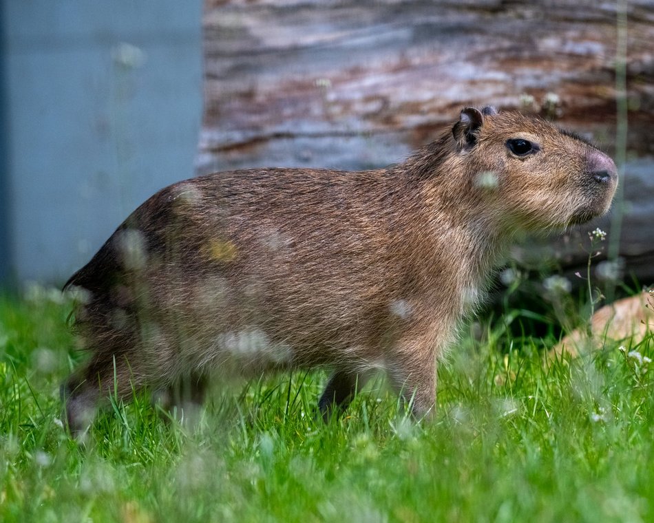 Kapibary w Orientarium Zoo Łódź