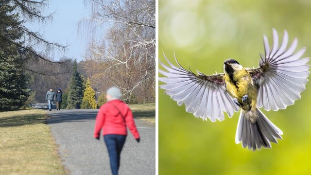 Podglądaj ptaki w Ogrodzie Botanicznym w Łodzi. Zabierz lornetkę i przyjdź na spacer!