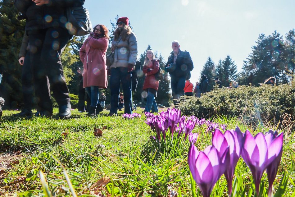 Łódź. W Ogrodzie Botanicznym wiosna w pełni! Przebiśniegi i krokusy zachwycają