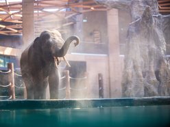 Łódź. Dzień Słonia w Orientarium Zoo Łódź. Gry terenowe, pluszaki i mnóstwo atrakcji
