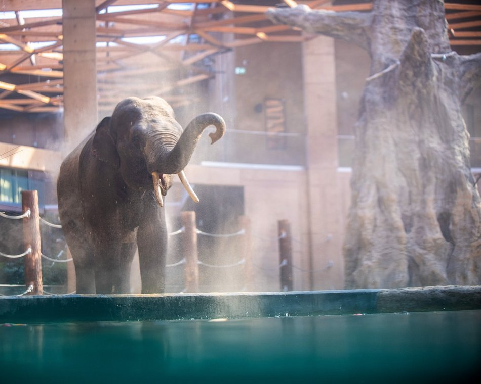Łódź. Dzień Słonia w Orientarium Zoo Łódź. Gry terenowe, pluszaki i mnóstwo atrakcji