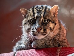 drapieżny kot w Orientarium Zoo Łódź