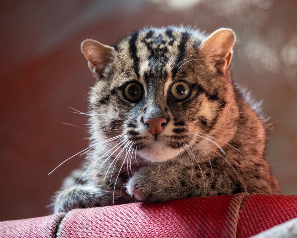 drapieżny kot w Orientarium Zoo Łódź