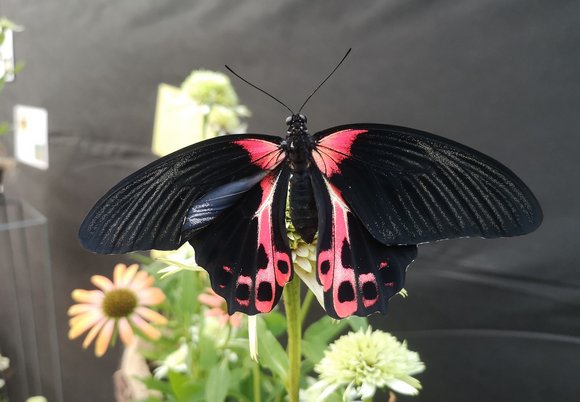 Wystawa motyli w Palmiarni w parku Źródliska. Zobacz na własne oczy najpiękniejsze okazy!
