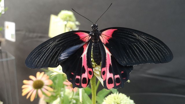 Виставка метеликів у Palmiarni в парку Źródliska. Побачте на власні очі найкрасивіші екземпляри!