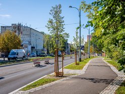 Łódź. Aż 20 tysięcy nowych drzew w 2025 roku