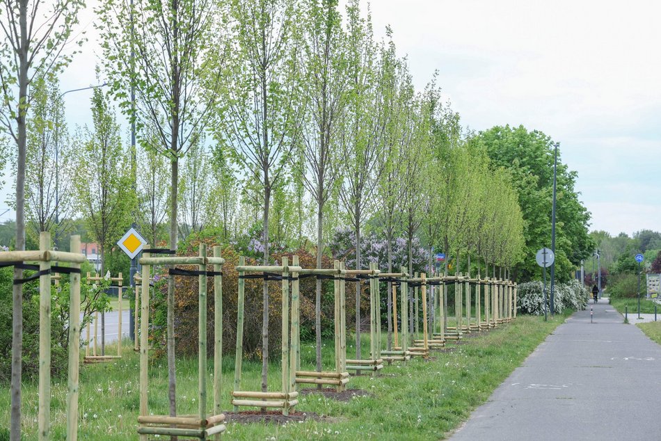 Łódź. Aż 100 nowych drzew na Olechowie w Łodzi! To Łodzianie wybrali lokalizację w plebiscycie