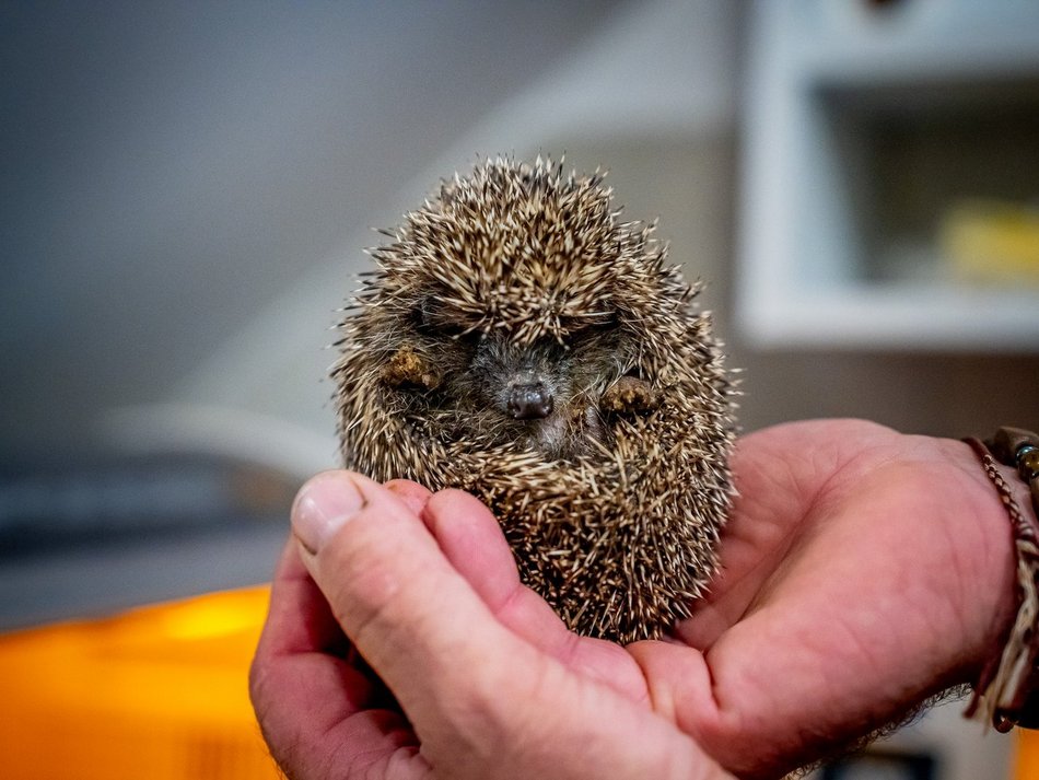Łódź. Jeżowe osiedla