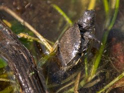 Wielki powrót żółwi błotnych! Orientarium Zoo Łódź z innowacyjnym programem reintrodukcji