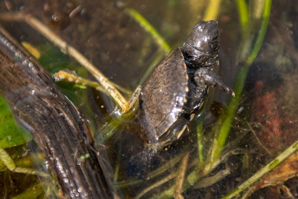 Wielki powrót żółwi błotnych! Orientarium Zoo Łódź z innowacyjnym programem reintrodukcji