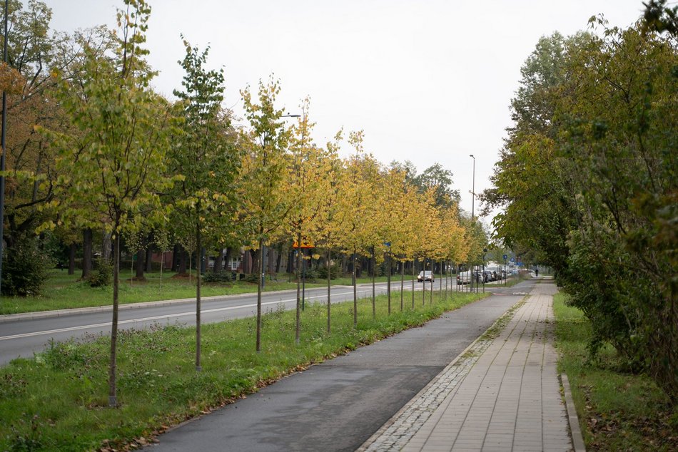 Łódź. Kilkaset nowych drzew przy Wojska Polskiego w Łodzi. Ulica zmienia się w zielony trakt