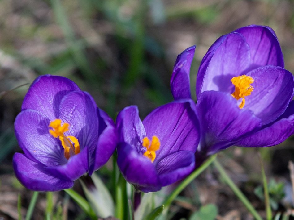 Łódź. Żonkile i krokusy opanowały Piłsudskiego. Wiosna w Łodzi w najpiękniejszym wydaniu