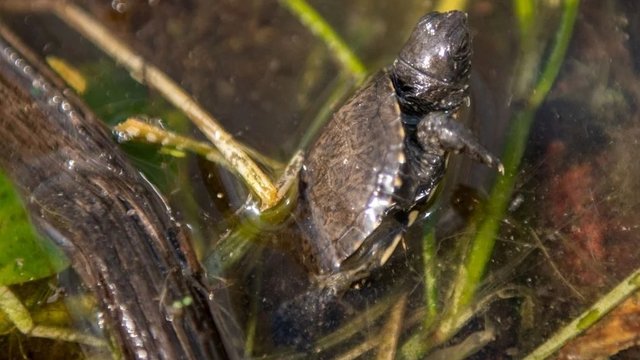 Żółw błotny w plebiscycie „Zwierzę Roku 2026”! Głosuj i wspieraj łódzką ekologię