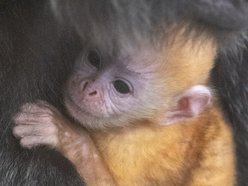 Łódź. Orientarium Zoo Łódź przeżywa prawdziwy baby boom