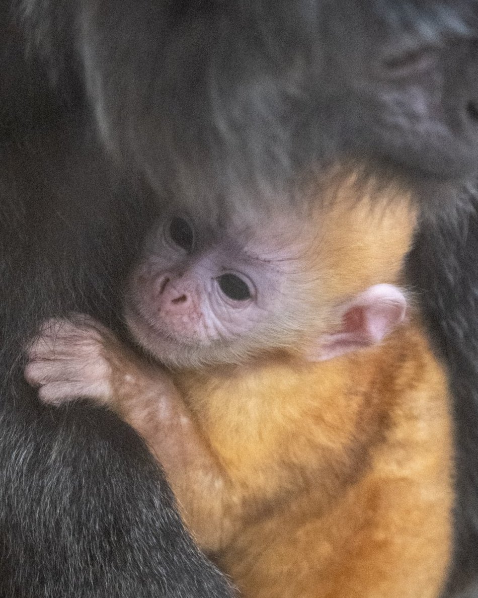 Łódź. Orientarium Zoo Łódź przeżywa prawdziwy baby boom