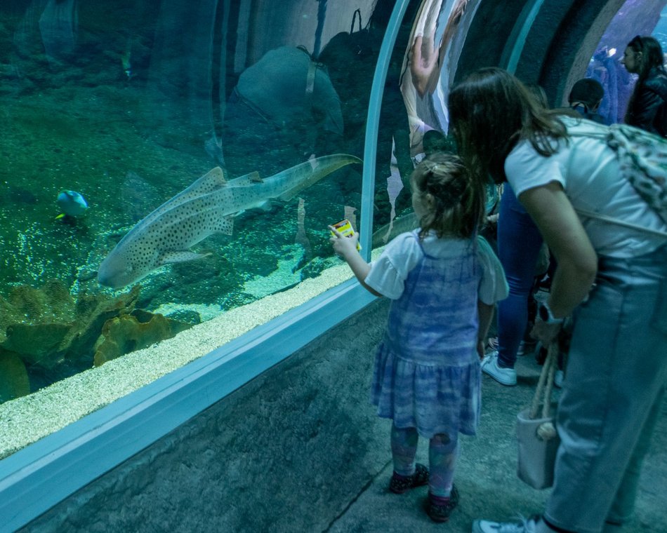 Łódź. Dzień Dziecka w Orientarium Zoo Łódź. Tylu atrakcji tam jeszcze nie było!