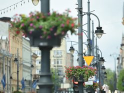 Łódź. Piotrkowska w pełnym rozkwicie! Tysiące kwiatów zdobią centrum Łodzi
