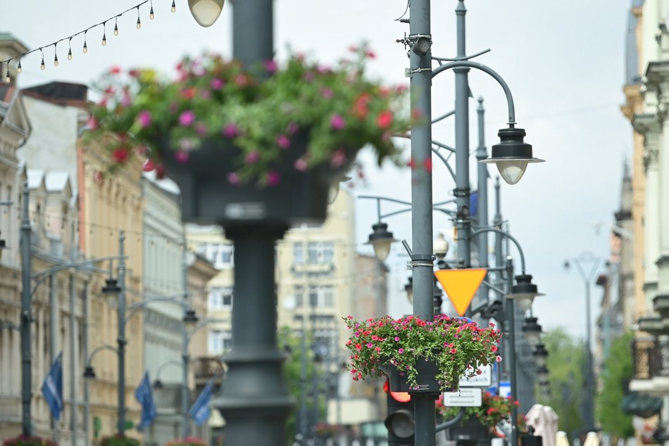 Łódź. Piotrkowska w pełnym rozkwicie! Tysiące kwiatów zdobią centrum Łodzi