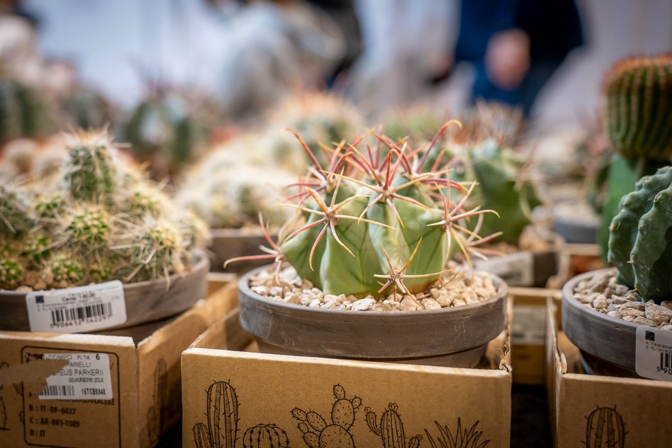 Łódź. World Flower Show w hali Expo Łódź. Przyjdź i zobacz orchidee, drzewa bonsai i sukulenty
