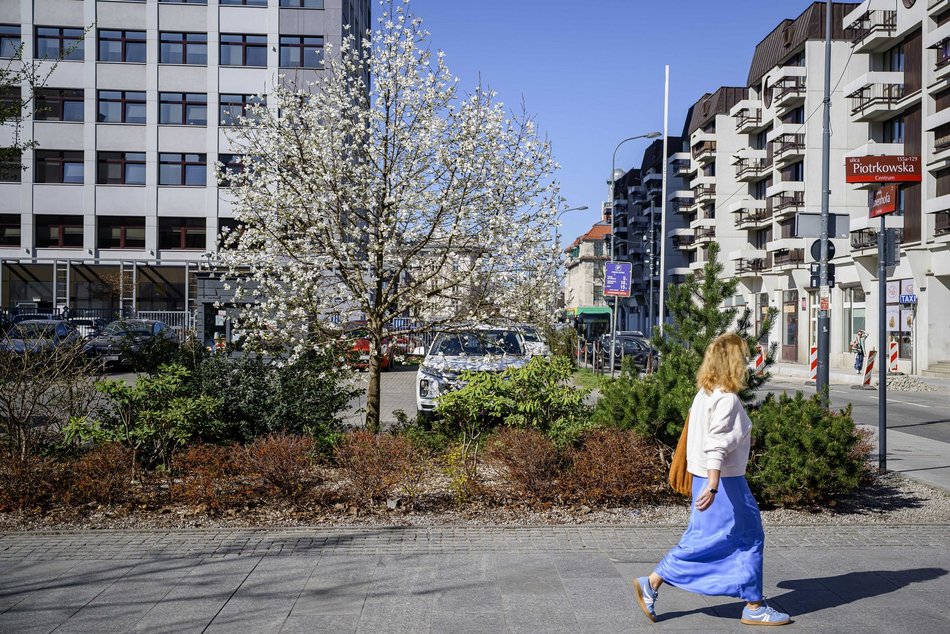 Wiosna przy skrzyżowaniu Piotrkowskiej z Zamenhofa. Rozkwitła biała magnolia