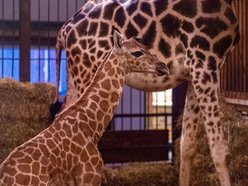 Narodziny żyrafy w Orientarium Zoo Łódź