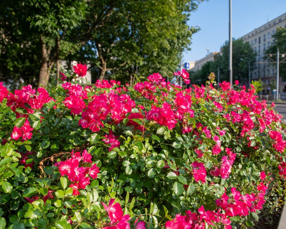 Róże na ulicach Łodzi