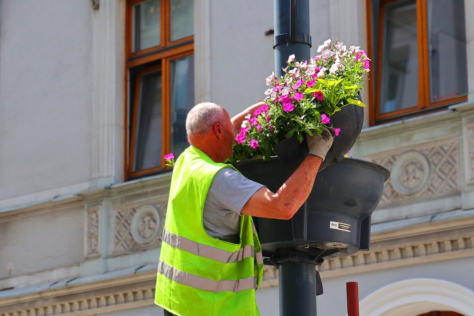 Na Piotrkowskiej i w okolicy sadzą kolorowe rośliny