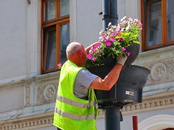 Na Piotrkowskiej i w okolicy sadzą kolorowe rośliny