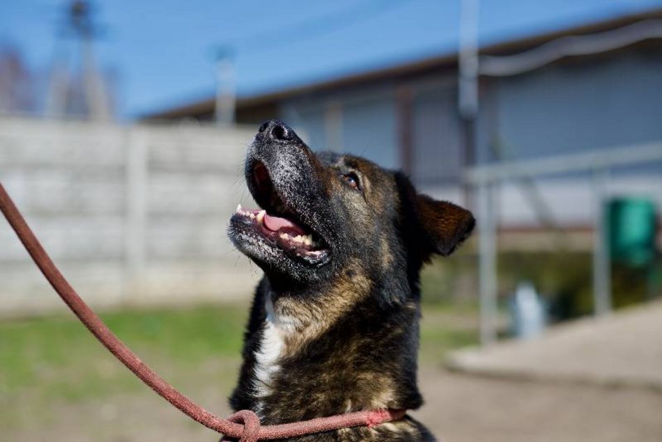 Skubi czeka w schronisku w Łodzi na dobrych właścicieli. Może to ty?