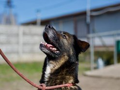 Skubi czeka w schronisku w Łodzi na dobrych właścicieli. Może to ty?