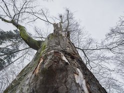 Buk z parku Źródliska w Łodzi ma 150 lat