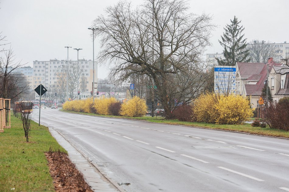 Łódź. Wiosna w pełni przy Julianowskiej. Zakwitły żółte forsycje