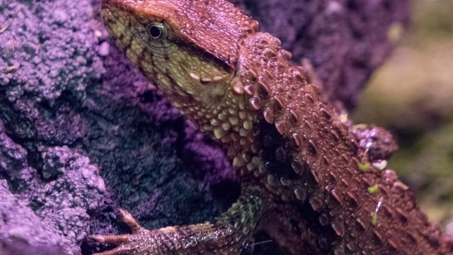 Nowi mieszkańcy Orientarium Zoo Łódź. To zagrożone gatunki z wielu stron świata [ZDJĘCIA]