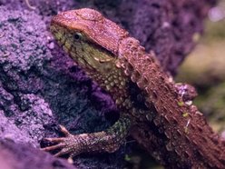 Łódź. Jaszczurka krokodylowa