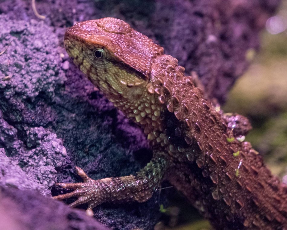 Łódź. Jaszczurka krokodylowa