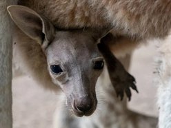 Łódź. Maj w Orientarium Zoo Łódź. Baby boom, motyle i nowi mieszkańcy