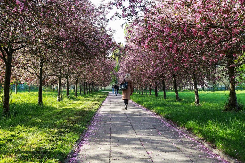 Czy to Japonia? Nie, to kwitnące jabłonie przy kampusie Uniwersytetu Łódzkiego!