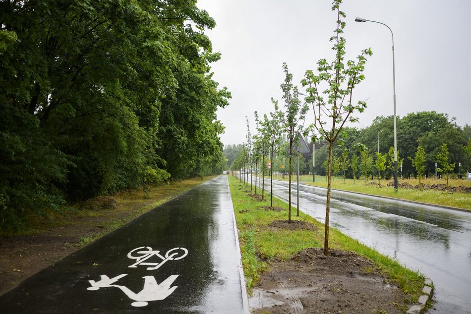 Łódź. Popiełuszki coraz bardziej zielona. Nowe drzewa i krzewy poprawiły estetykę ulicy