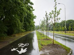 Łódź. Popiełuszki coraz bardziej zielona. Nowe drzewa i krzewy poprawiły estetykę ulicy